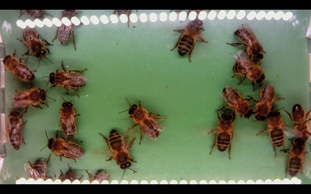 Bienen im Montoring © AnneMarie Maes